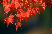 Buy Japanese Maple Ornamental Trees (Acer palmatum)