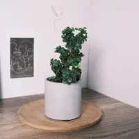 在飛比找momo購物網優惠-【原植】銀杏木·幸運樹(辦公室盆栽·室內植物·植物送禮·造型