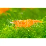 《悠游水族》香吉士蝦 米蝦 彩色米蝦 飼料 模型