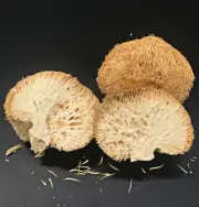 Dried Lion's Mane Bearded Tooth Mushrooms Hericium Erinaceus Fungus