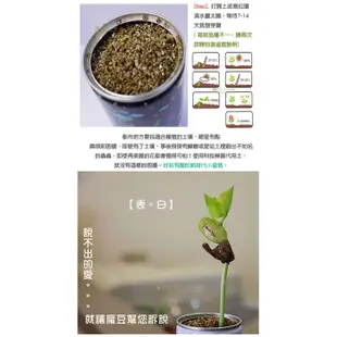 九層塔 盆栽 香草植物盆栽 iPlant 易開罐頭盆栽 花卉農場 懶人盆栽 種子 盆栽 台灣製