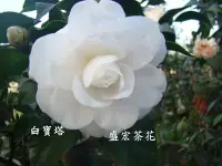 在飛比找Yahoo!奇摩拍賣優惠-【盛宏茶花】茶花品種︱7吋盆原棵茶花︱白寶塔