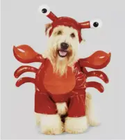 NEW Lobster Frontal Pet Costume Sz XS Hyde & Eek! Boutique Cat Dog Red