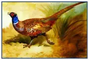 Male Pheasant Bird Detail By Archibald Thorburn Counted Cross Stitch Pattern