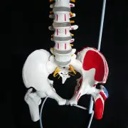 Vertebral Column with Pelvis and Painted Muscles Model - Skeleton Spine Anatomy