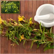 Evening Primrose seeds