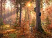 SunsOut Forest Light 300 Piece Jigsaw Puzzle By Abraham Hunter