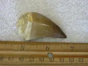 Dinosaur fossil teeth Jumbo Mosasaurus FD09
