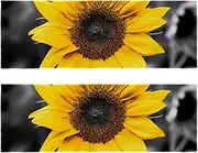 Gym Towels,Hand Towels,Workout Towels for Gym Bag,Black and White and Sunflowers,2-Pc