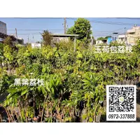 在飛比找蝦皮購物優惠-🌱「岷成果樹苗園-果語樹學」玉荷包荔枝苗/水果苗/果樹苗