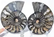 Large Black Ammonite PAIR Deep Crystals 110myo FOSSIL XXL 170mm 6.6" 9565cc