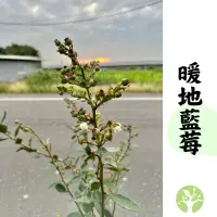 在飛比找蝦皮購物優惠-［農夫世家］暖地藍莓 7吋大盆 年份苗 已開花結果過 熱帶品