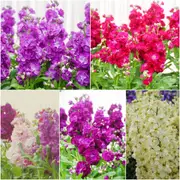 Stock - Giant Imperial Mixed seeds