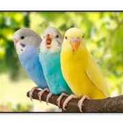 Budgies Are in The Roost Amazing Birds Print 100% Australian Made 90x60cm (Poster)
