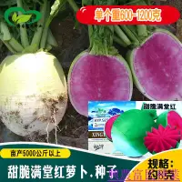 在飛比找蝦皮購物優惠-🌱🥬甜脆滿堂紅蘿蔔種子 農田菜園質鮮紅味甜質脆心裏美蔬菜籽 