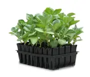 50-9000 Haxnicks Rootrainers Seed and Cutting Propagation Kit - Deep