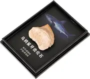 CHILDWEET Fossilized Model Unique Paleontology Decoration Educational Teaching Prop Novelty Home Decor Present Idea for Collectors