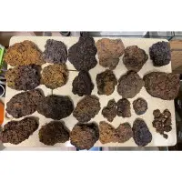 在飛比找蝦皮購物優惠-🔥出清🌟蘇拉威西島印尼火山石，富含鐵質礦物質，適用各種蘇系水