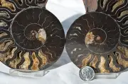 RARE 1x100 BLACK PAIR Ammonite Crystal LARGE 119mm Dinosaur FOSSIL 4.6" n2280xx