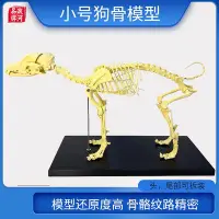 在飛比找Yahoo!奇摩拍賣優惠-寵物骨科器械全身狗骨骼標本模型動物狗貓犬教學骨頭骨架骨骼模型