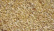 Avigrain Plain Canary Bird Seed 20KG, Bird Seed Mix Feeding Avian Food Pet