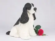 Large 233 Cubic Ins Black & White Cocker Spaniel Resin Urn for Cremation Ashes