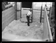 Man mulching out a stable for racehorse Winooka's departure for Am- Old Photo