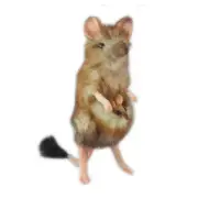 HANSA MARSUPIAL MOUSE REALISTIC CUTE SOFT ANIMAL PLUSH TOY 19cm **NEW**