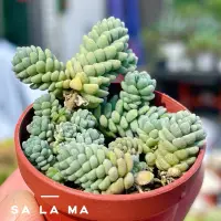 在飛比找蝦皮購物優惠-Sa La Ma多肉【旋葉姬星美人】1吋盆 多肉植物| 景天