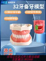 【公司貨 最低價】32牙仿真臉備牙模型樹脂牙牙模材料牙科口腔科教學練習模型可拆卸