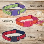 Zack & Zoey Brite Polka Dot Collar Pet Puppy Collars Adjustable Pink Navy Purple
