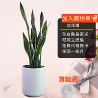 在飛比找蝦皮商城精選優惠-虎尾蘭|八吋水泥盆開幕送禮 室內植物 觀葉植物 開幕盆栽 室