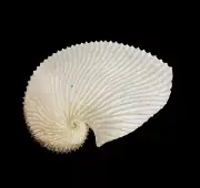 Sea shells Argonauta argo 171.3mm. Aquarium Decoration Products