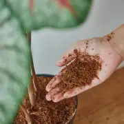 High Quality CEYLON COCO PEAT Compost Natural 100% ORGANIC Growing ( 100g-800g )