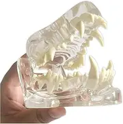 Organ Model Canine Dental Model, Animal Body Anatomy Replica, Transparent Animal Teeth Canine Teeth Model, Dog Head Dog Joint Upper And Lower Jaw Dog Teeth Model, Training Veterinary