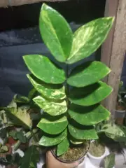 Zamioculcas Zamiifolia ZZ Variegated Free Phytosanitary Ship DHL Express