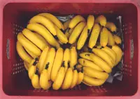 在飛比找樂天市場購物網優惠-高雄旗山香蕉
