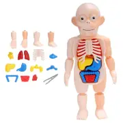 Human Body Anatomy Toy Preschool Educational Organ Hot Toy Assembled DIY Gift h