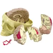 Brain Human GPI Model 5pc MOST POPULAR LFA #2900 Make Us an Offer! SEE VIDEO