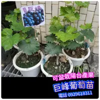 在飛比找蝦皮購物優惠-巨峰葡萄盆栽【正開花中】阡插苗 金香葡萄 藍寶石葡萄 月亮葡