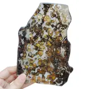 173.7G Brenham pallasite Meteorite slice - from USA TA104