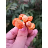 在飛比找蝦皮購物優惠-蟲草花食用菌幹 大孢子頭500g