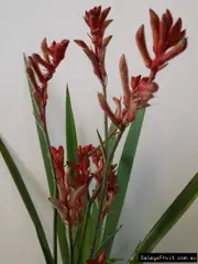 Buy Kangaroo Paw Native Plant - Bush Ballad, Anigozanthos sp.