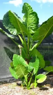 Alocasia macrorrhizos Giant Upright Elephant Ear 25 SEEDS!!
