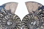 Dinosaur PAIR BLACK Ammonite 1 IN 100 XXXLG 200mm 110myo FOSSIL 8.0" 3066xx