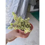 雅樂之舞 3吋盆 連盆帶土出貨 多肉植物 超好種 多肉植物 多肉