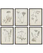 Napa Home & Garden Set of 6 Wildflower Study