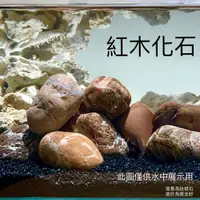 在飛比找蝦皮購物優惠-紅木化石 造景石 水族造景 石材 魚缸造景 水草缸造景 天然