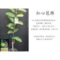 在飛比找蝦皮購物優惠-心栽花坊-紅心芭樂/超取易折損/4吋/嫁接苗/芭樂品種/水果