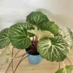 「山城花草植園」🌿虎耳草｜3寸｜香草植物｜藥用植物｜室外植物｜半日照植物